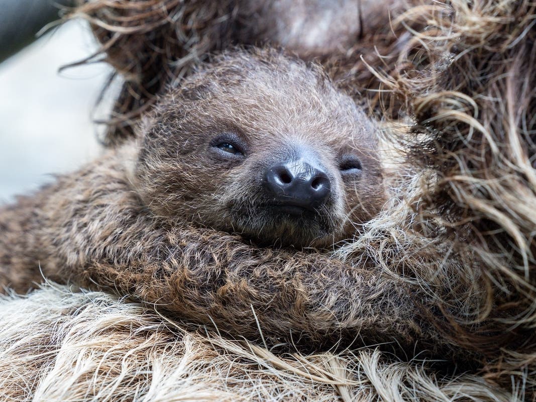 The San Diego Zoo announced the birth of a Linnaeus's two-toed sloth pup in celebration of International Sloth Day.