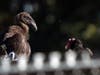 Seven young condors were released in Yurok Country as part of the Northern California Condor Restoration Program.