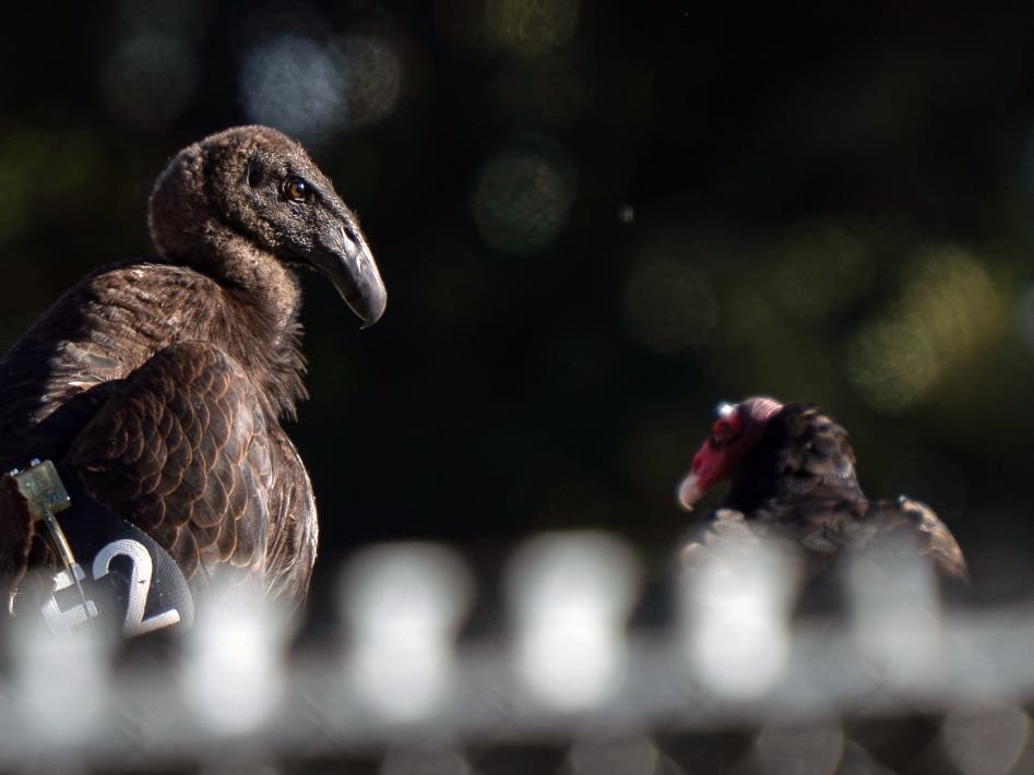 The San Diego Zoo Safari Park has reached a major conservation milestone, with 200 California condors bred at the park now released into the wild, San Diego Zoo Wildlife Alliance announced.