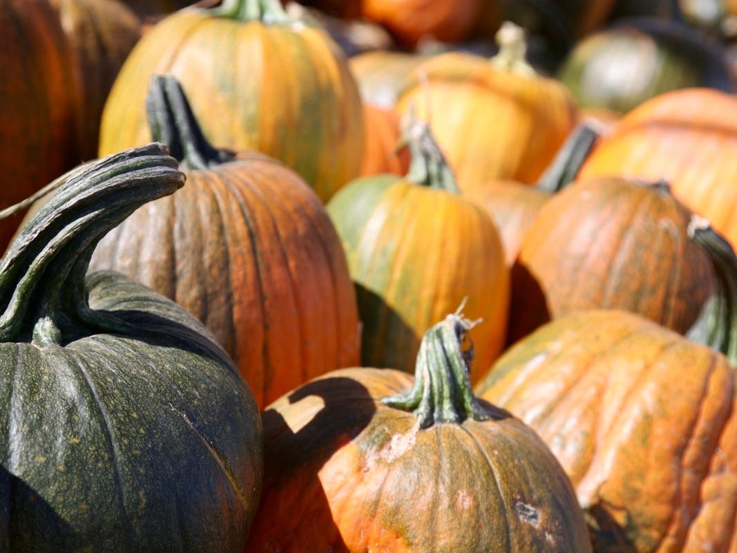 E. Coli Outbreak Linked To Pumpkin Patch | In-N-Out Expansion | Tides Smash 100-Year Record: Patch PM