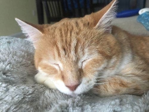 Margo is waiting for her forever home. Meet her at the Humane Society of Loudoun County this Saturday during Clear The Shelters Day.