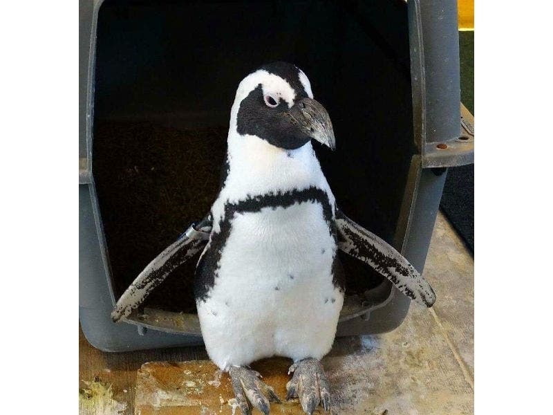Boss, one of the oldest African penguins in the U.S., died last week at the Maryland Zoo due to declining health.