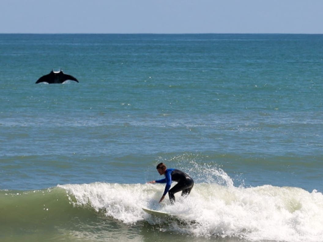 Rusty Escandell of Satellite Beach, Florida, captured this photobombing manta ray off the Florida coastline near Officer’s Club Beach.