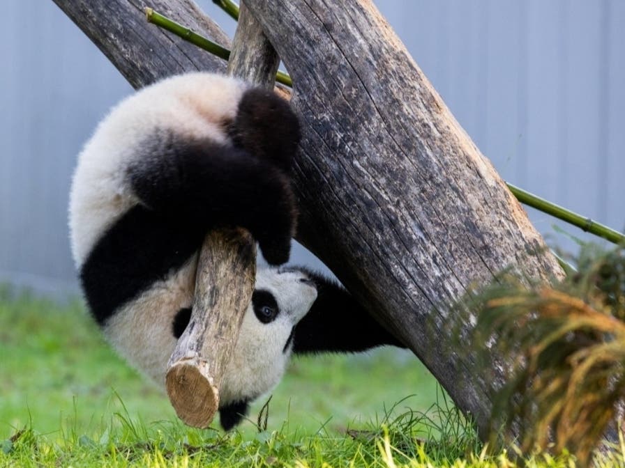Fans of Xiao Qi Ji​, the 9-month-old cub of Smithsonian National Zoo's giant panda Mei Xiang, were finally able to see him in person when the zoo reopened to the public last week. 