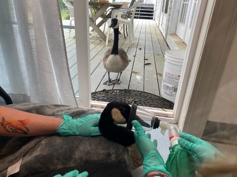 As Arnold the goose recovered from surgery at the Cape Wildlife Center, his devoted mate waited just outside the door. 
