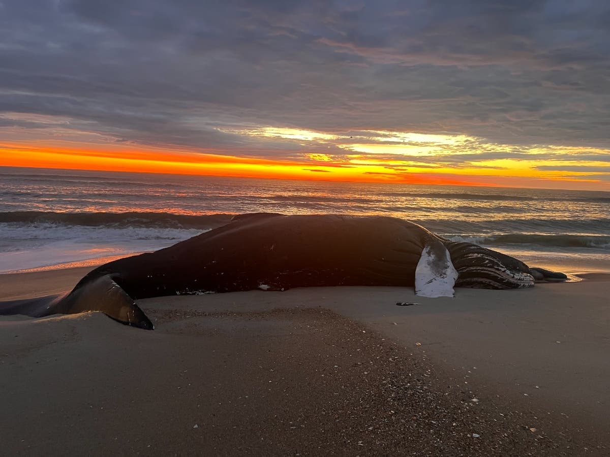 A dead 20-foot-long humpback whale was discovered on Assateague Island, a 37-mile-long barrier island located off the eastern coasts of Maryland and Virginia.