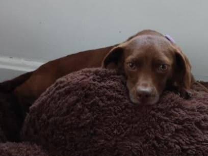 Prince George's County police are searching for Canela, a pregnant dachshund they say was stolen from the front porch of a District Heights home earlier this month.