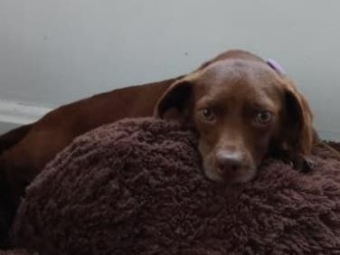 Canela, a pregnant dachshund​ stolen from the front porch of a District Heights home earlier this month, was found and reunited with her family days later, according to police.