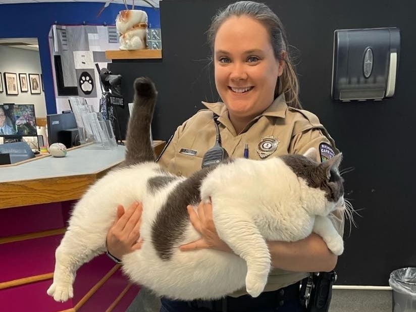 Patches, a "gloriously gluttonous" cat who weighs an exact 40.3 pounds, was cared for by staff at the Richmond Animal Care & Control center before his adoption.
