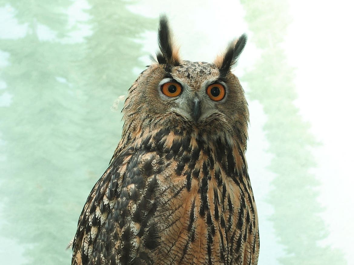 Flaco, the Eurasian eagle owl who escaped the Central Park Zoo last year, died in an apparent collision with an Upper West Side building.