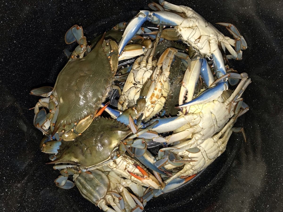 The Virginia Marine Resources Commission​ voted 5-4 Tuesday to reopen the blue crab dredge fishery, a decision that came during an ongoing stock assessment of blue crabs by the Maryland Department of Natural Resources.