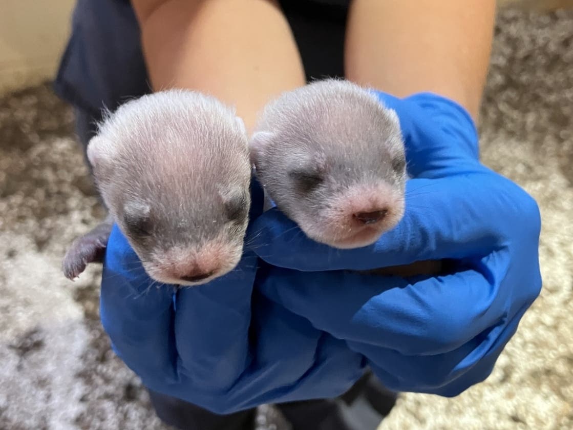 A ferret created by cloning recently gave birth to two offspring at the Smithsonian National Zoo.