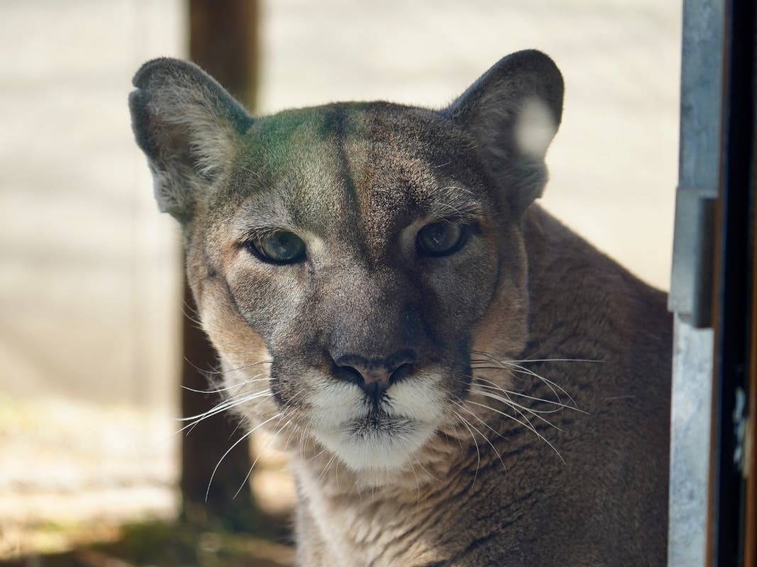 Lucy, the critically endangered Florida panther that captivated ZooTampa visitors for nearly two decades​​, has died, zoo officials announced Monday. She was 18 years old. 