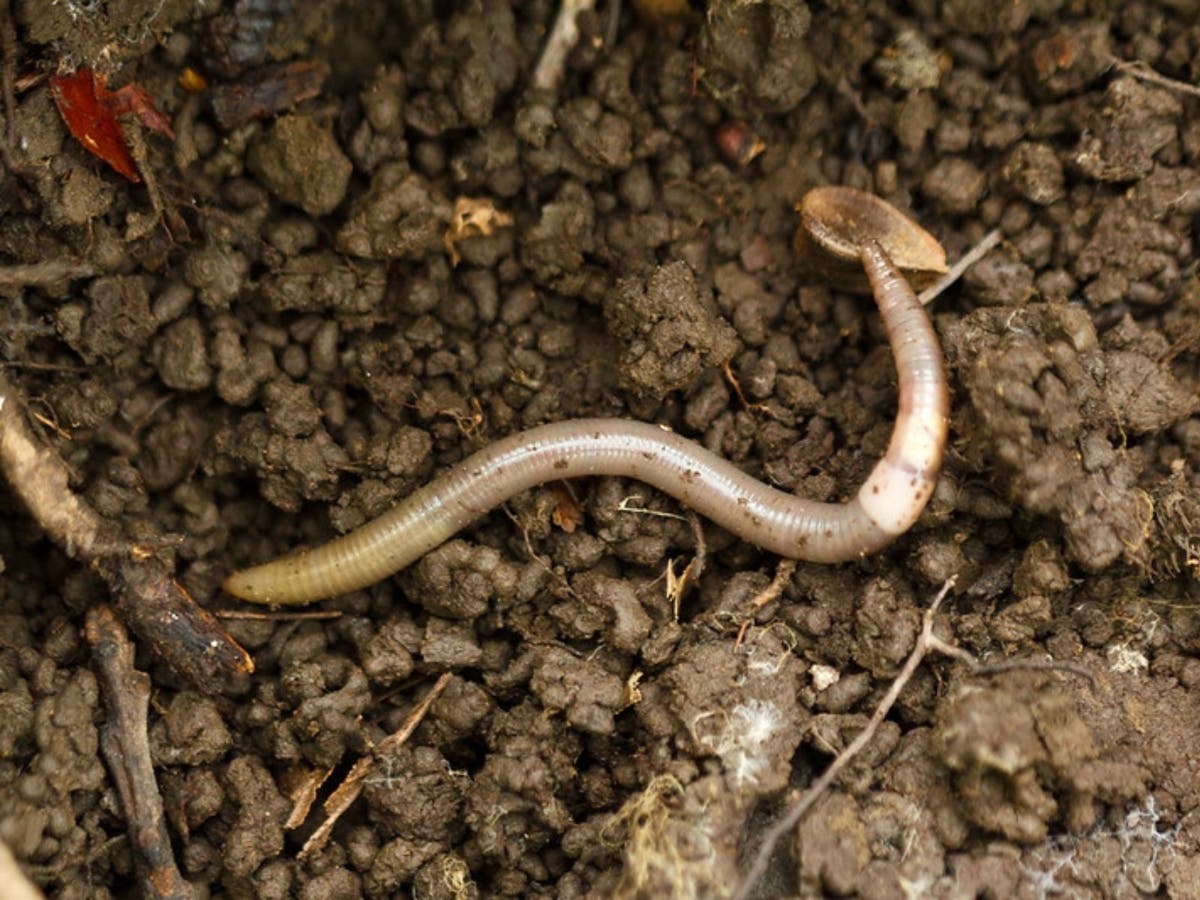 Asian jumping worms, an invasive, soil nutrient-gobbling earthworm that can leap a foot in the air, are moving rapidly across the country.