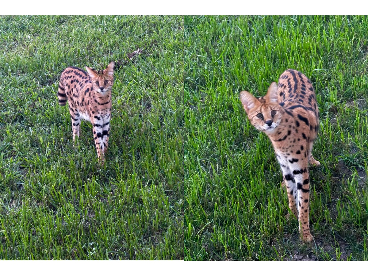 Animal control officers are trying to capture a serval that has been spotted multiple times in Grundy County.