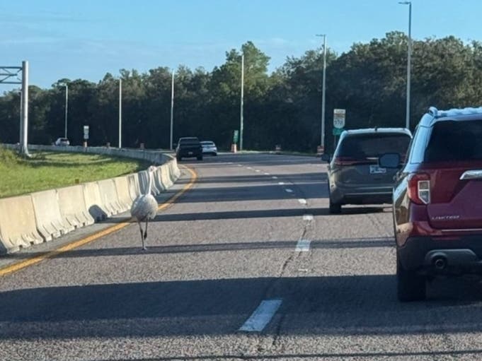 An emu wandered onto Polk Parkway before Florida troopers corralled the flightless bird to safety.