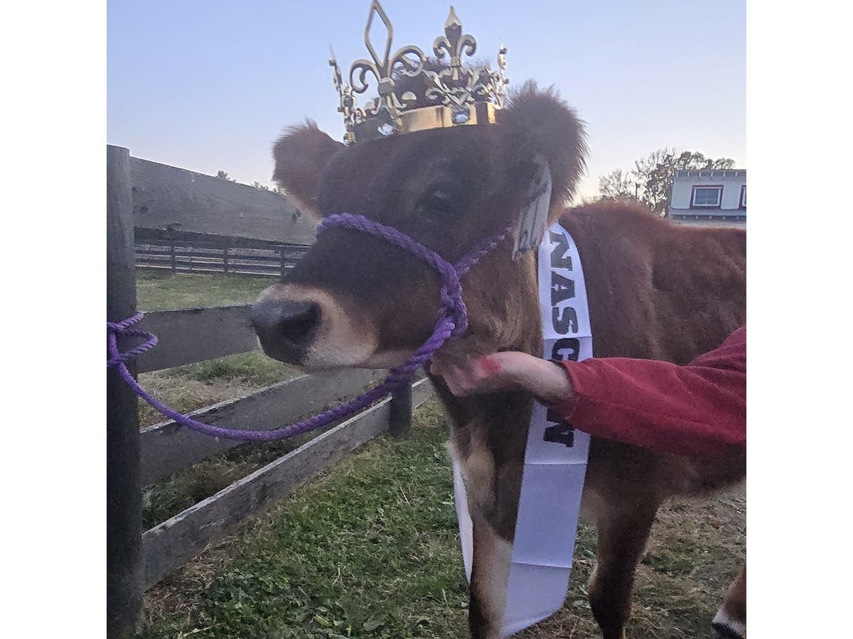 Seven cows, one finish line and plenty of treats. One of Northern Virginia's slowest — and most unusual — sporting events is returning to Frying Pan Farm Park next week.