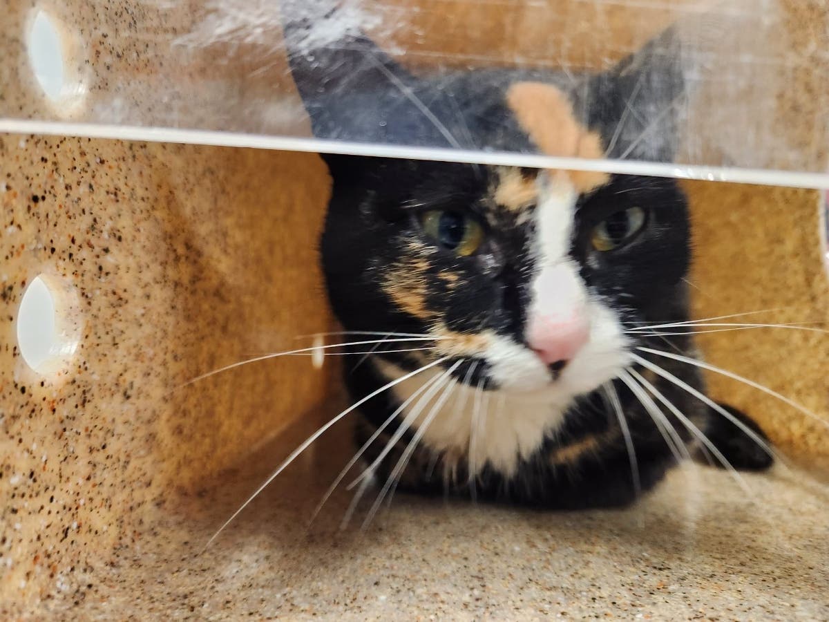 This cat, which tested positive for rabies near Thoroughfare Road, was known to interact with people and pets, prompting an exposure warning.