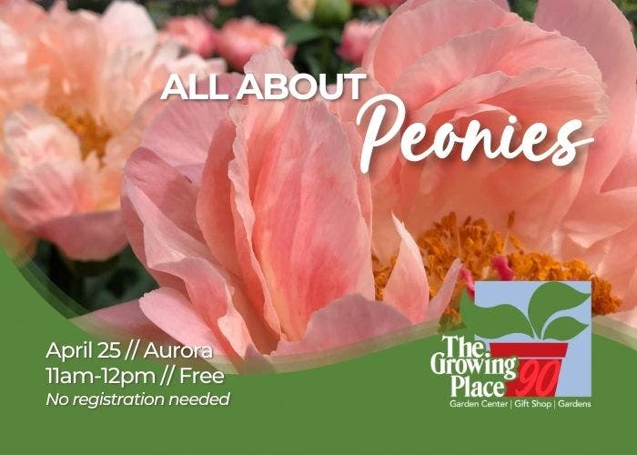 All About Peonies