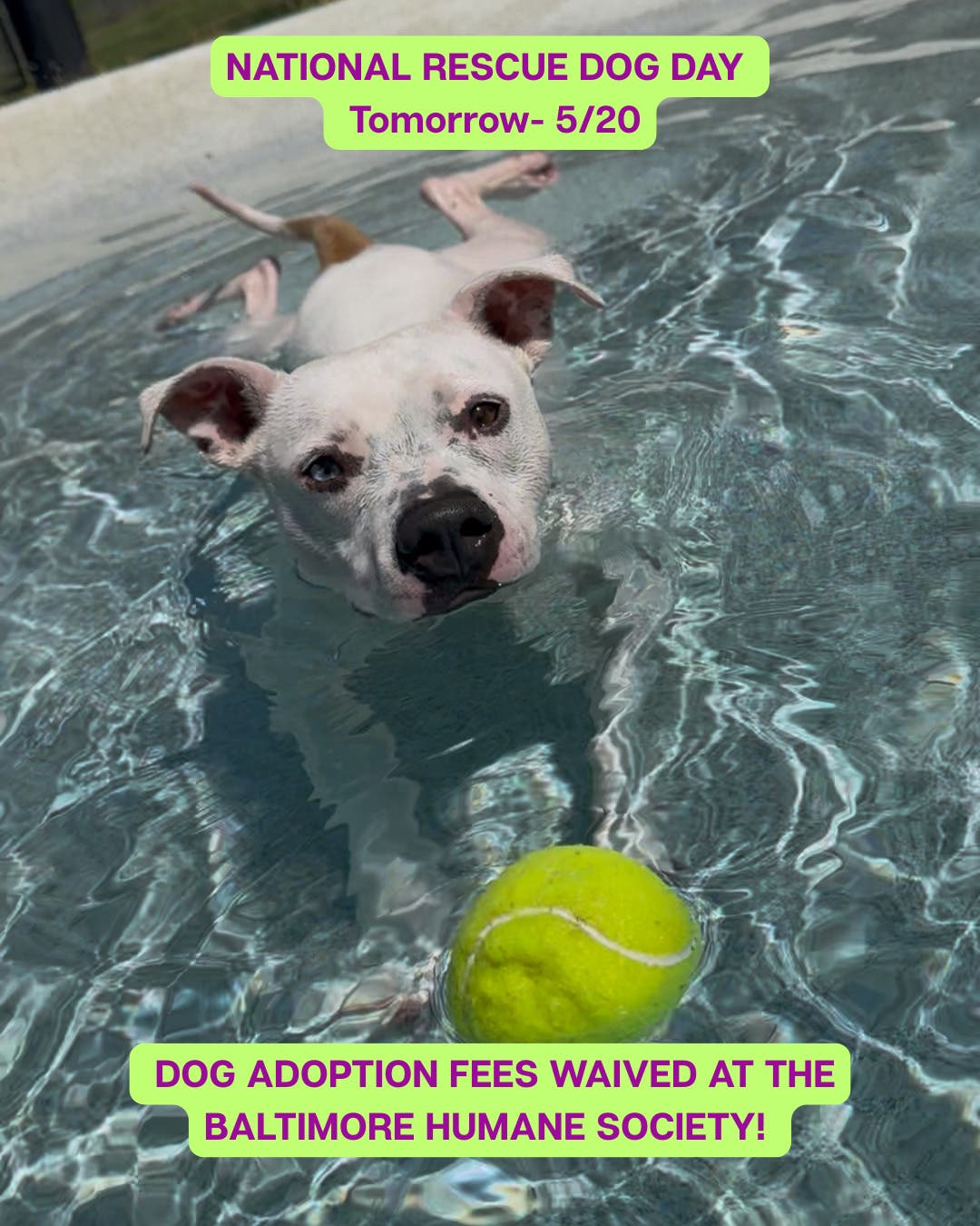 National Rescue Dog Day- Waived Dog Adoption Fees at Bmore Humane!