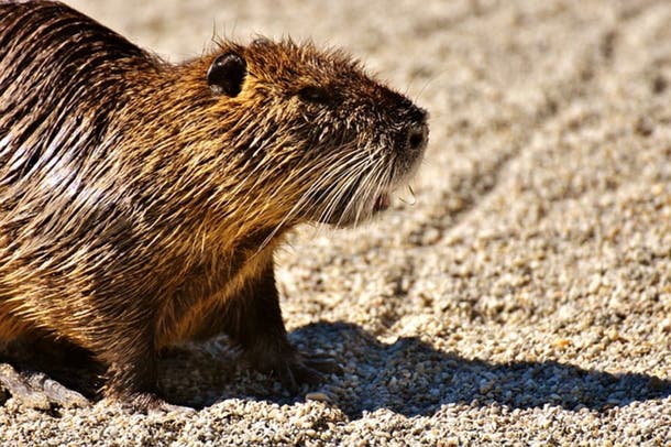 Baltimore Among Most Rat-Infested Cities In U.S.: Orkin ...