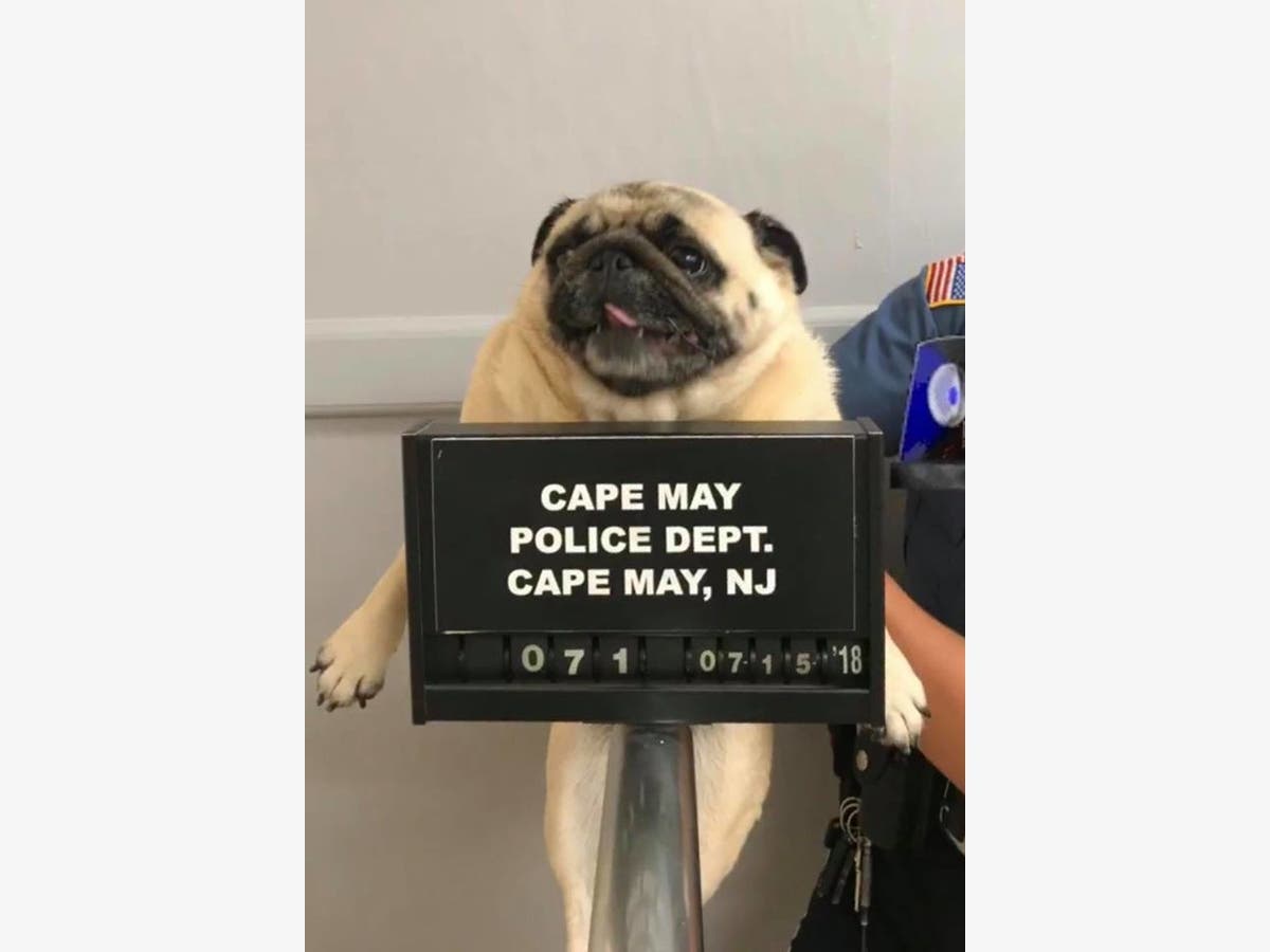 https://patch.com/img/cdn20/users/57041/20180717/093900/styles/raw/public/processed_images/pug_cape_may_pd-1531832878-9184.jpg