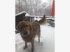 Golden retriever shaking off the snow in Forest Hill