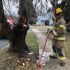 A tree fire was snuffed out on Honeysuckle Drive in Bel Air on Feb. 27, 2019.