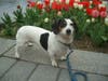 Belle the piebald dachshund likes to take her walks around Wilde Lake. She's turning 10 soon — Happy birthday, Belle!