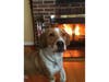 Ralphie was rescued from Small Miracles in Ellicott City. "He's so smart, sweet and chill!" his owner says.