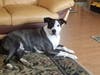 Rosa Barks, who came from the Partnership for Animal Welfare (PAW), has sworn to one day kill her nemesis: the vacuum.