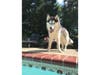 Arti is "too smart for his own good, " his owner says. "We love his huge blue eyes!"