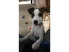 Harvey was rescued from Hurricane Harvey.