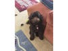 Australian Labradoodle Rosie of Long Reach has brother from another mother Charlie and sister Lily-Her-Royal Doodleness.