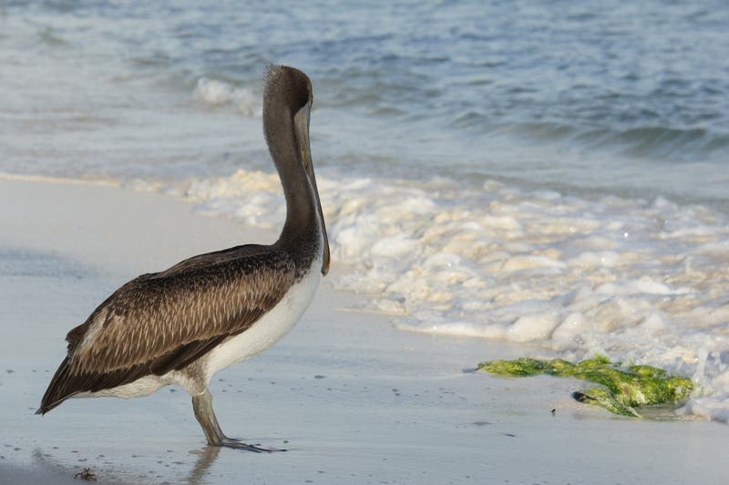 A Maryland man is behind bars in Florida after a video surfaced of him tackling a protected bird.
