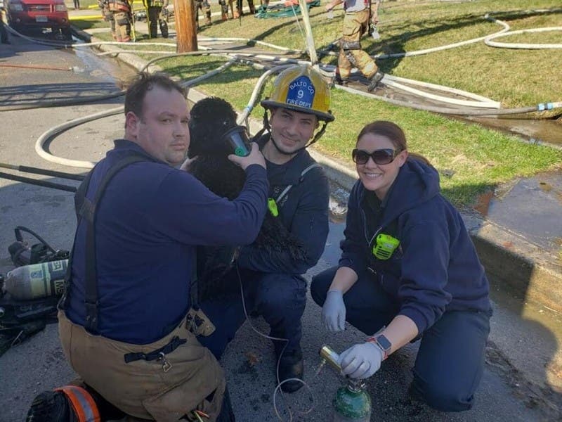 Two dogs were rescued from a house fire in Parkville on Wednesday, April 3.