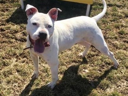 Burt, 2, is up for adoption and has been at the shelter in Harford County since March 7. He needs lots of exercise.