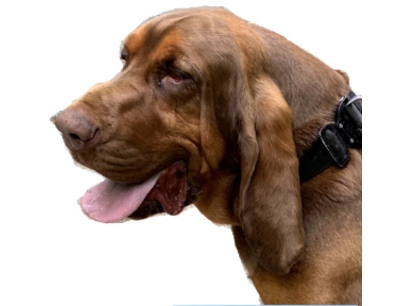 Travis the bloodhound helped find a missing boy with autism and a 90-year-old woman recently, police said.