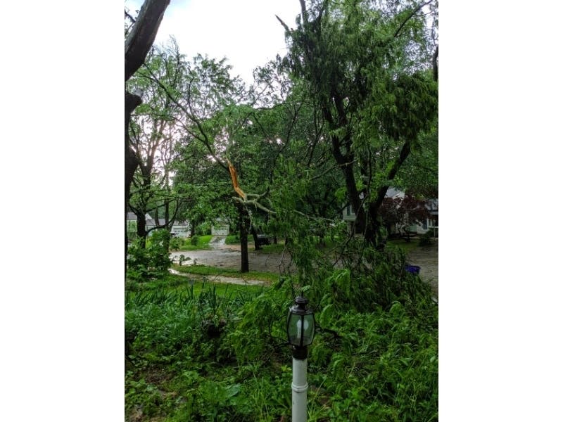 A tree was snapped on Gentle Way in Columbia on Thursday, May 23.