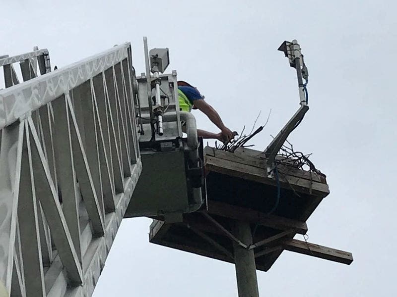 Firefighters rescued a baby osprey tangled in debris in its nest in Pasadena 