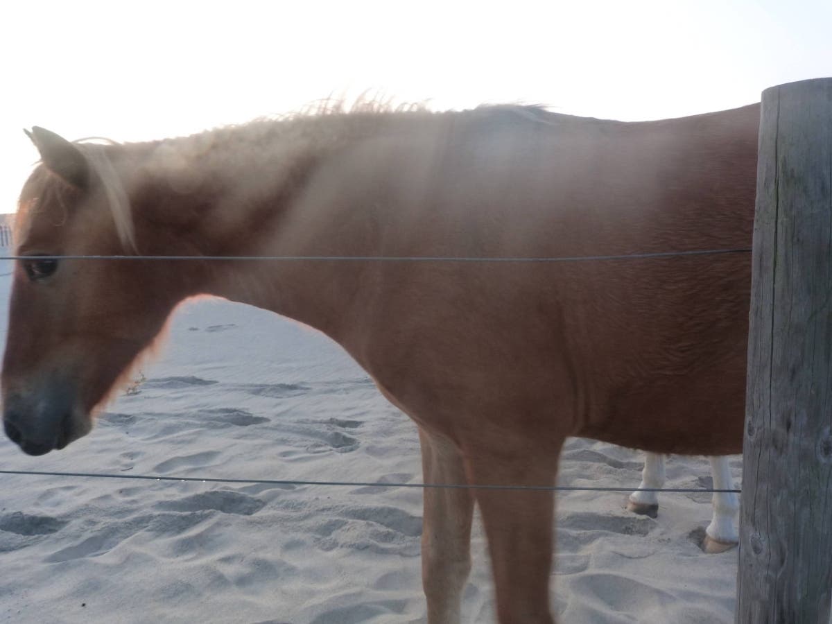 Assateague ponies are wild and should not be approached like domestic animals. One beachgoer learned the hard way.