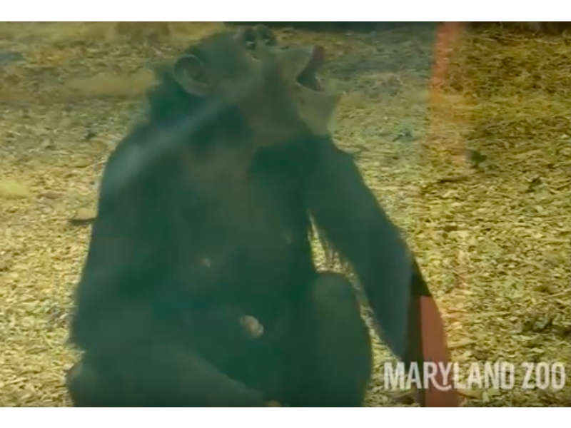 The Maryland Zoo revealed the new name for its 1-month-old chimpanzee.