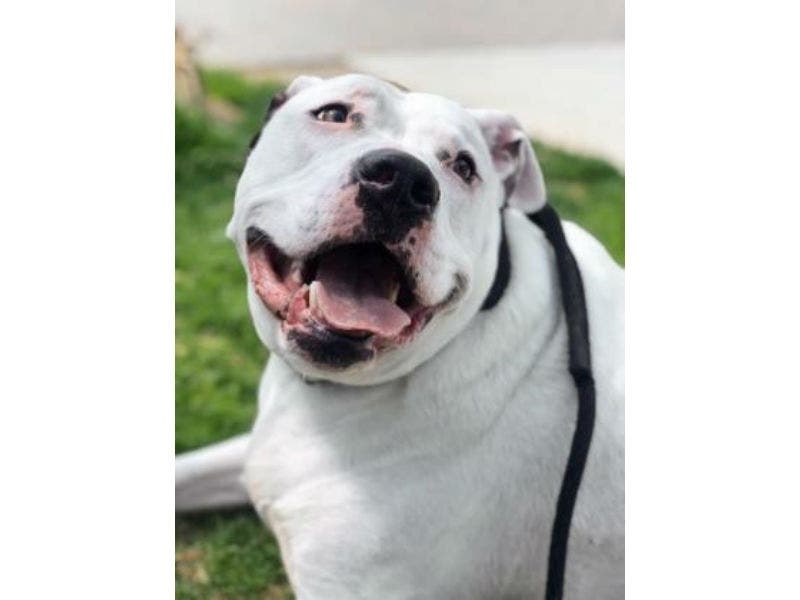 Ghost has been at the shelter in Harford County since April 17. Will you help him find his forever home?