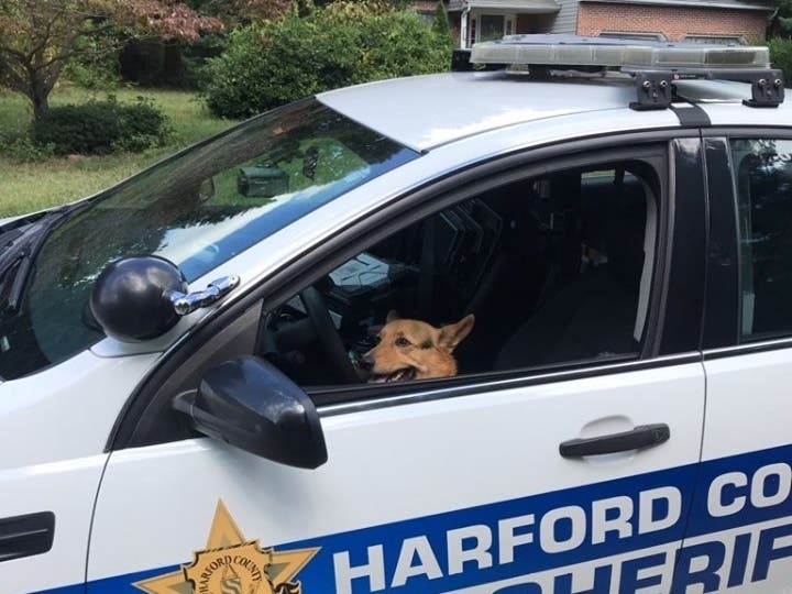 Winston invited himself in during a window of opportunity when a deputy's door was open, the Harford County Sheriff's Office reported.