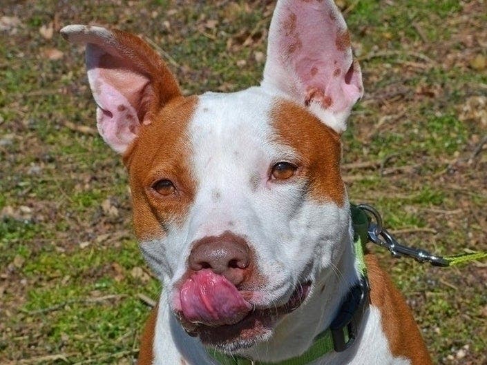 K-Dog was adopted after the shelter drew attention to his long-term stay at the facility.