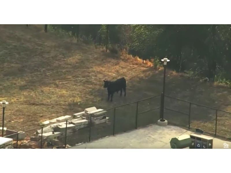 A bull that escaped his trailer in Baltimore caused a stir around Coppin State University Wednesday, Oct. 2.