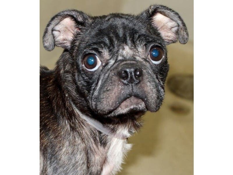 Sadie is a 5-year-old rescued from a puppy mill in Howard County who is up for adoption. She was extremely malnourished and will need someone who can ensure she gets medical care, including supplements from a vet to restore her to health.