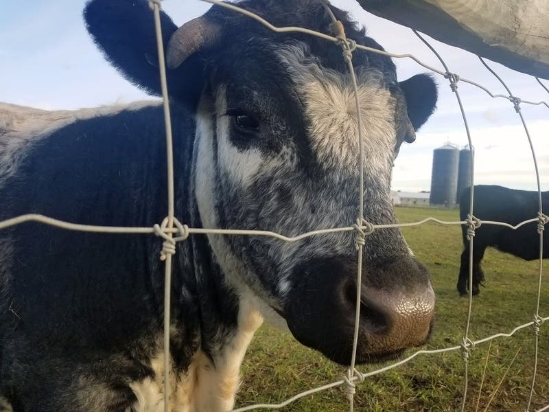 Beef was recalled by a fast food chain over concerns that metal shavings were found in customers' orders.