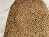 Here is a glimpse of the final product of malted barley. The grain has been cleaned after coming out of the kiln to remove unwanted roots and other parts of the barley grain.