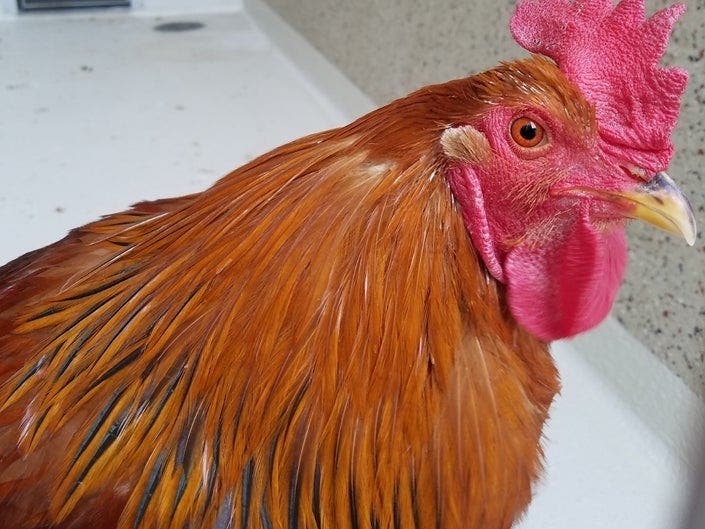 Terp is looking for someone who's a morning person to adopt him.